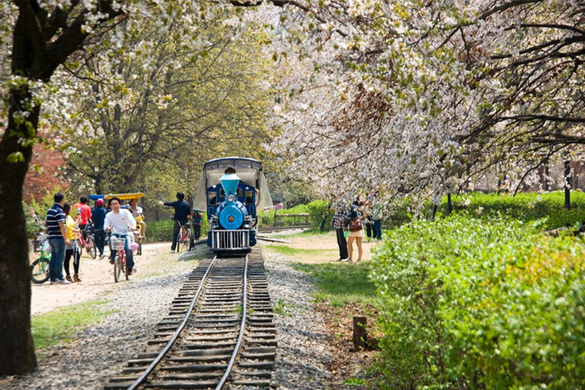 tàu ray trên Đảo Nami, Hàn Quốc