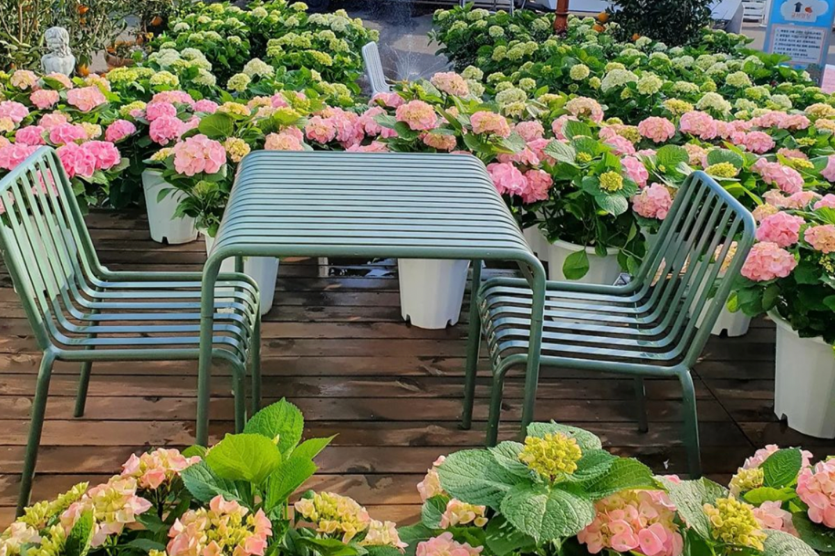 濟州旅行 濟州繡球花 濟州景點 Father's Garden