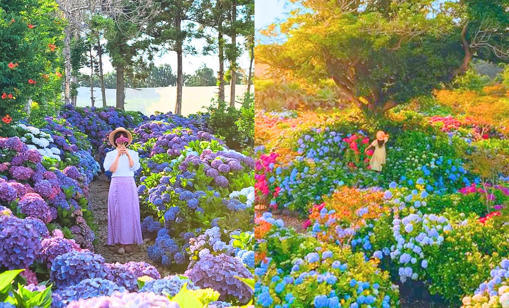 8 điểm ngắm hoa cẩm tú cầu đẹp nhất Jeju 2023 bạn đã biết?