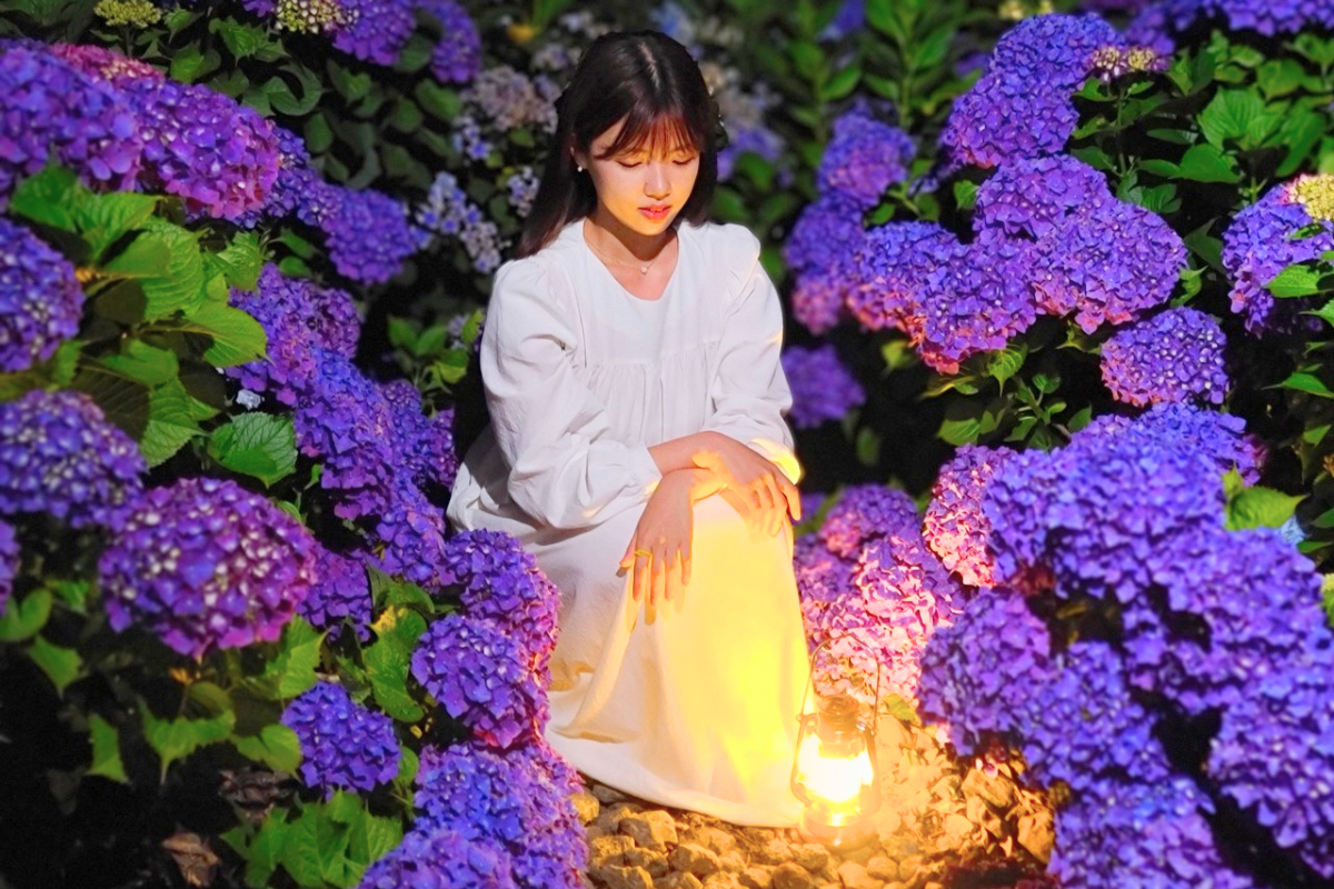 濟州旅行 濟州繡球花 濟州景點 Dabdani繡球花田