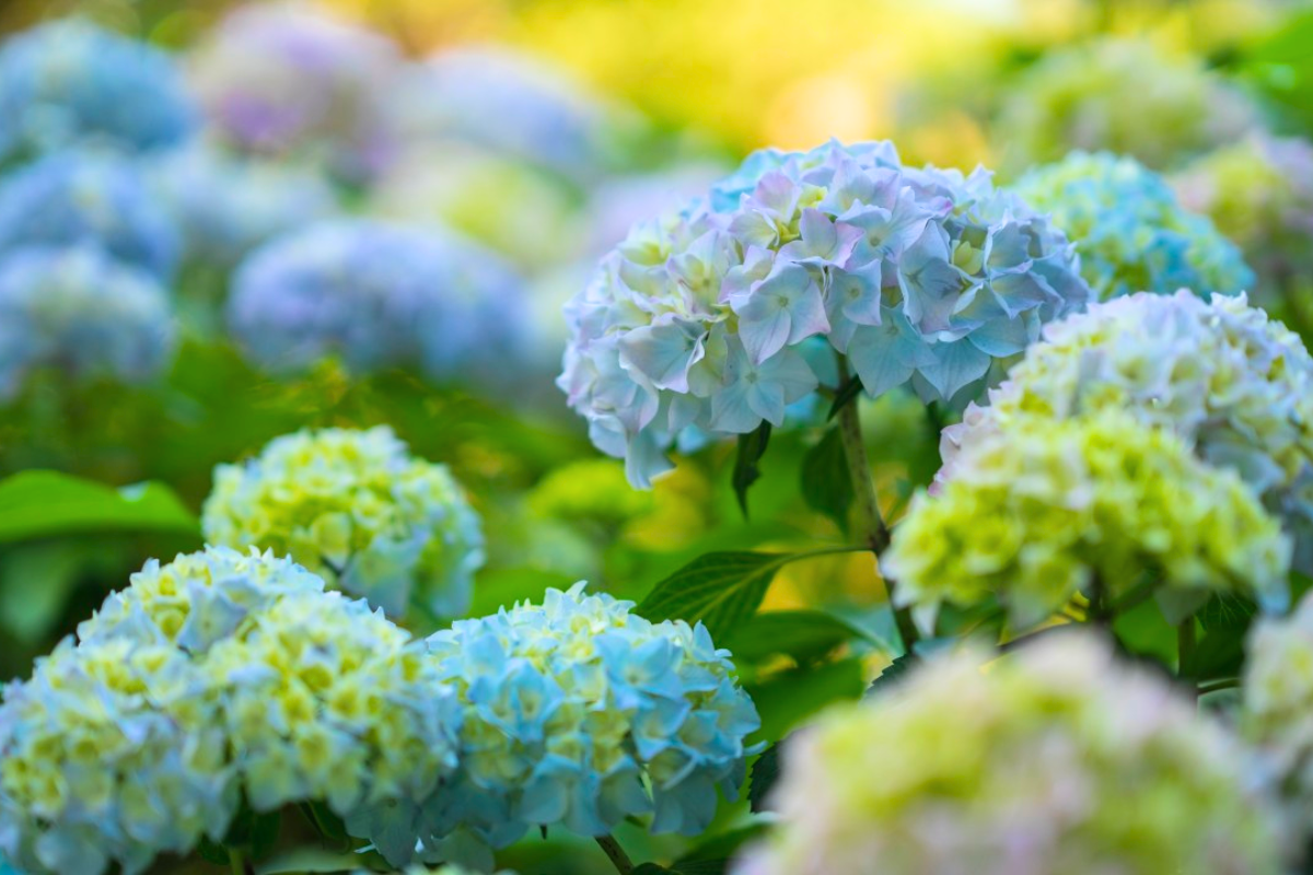 濟州旅行 濟州繡球花 濟州景點 Soomdo