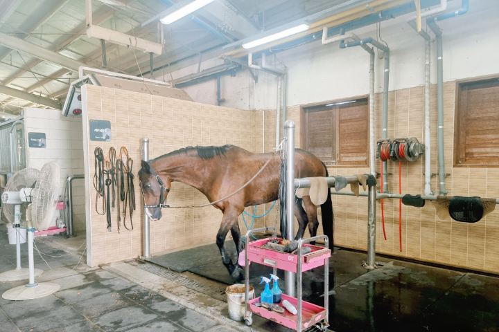 những chú ngựa ở Sangju, Hàn Quốc