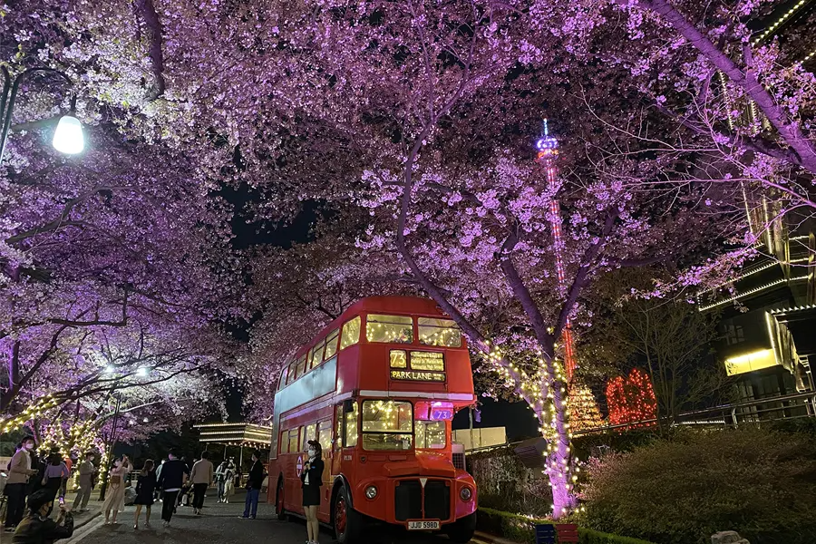 韓國花季 韓國花期 韓國四季 韓國賞花 賞花時期 花季 推薦景點 櫻花