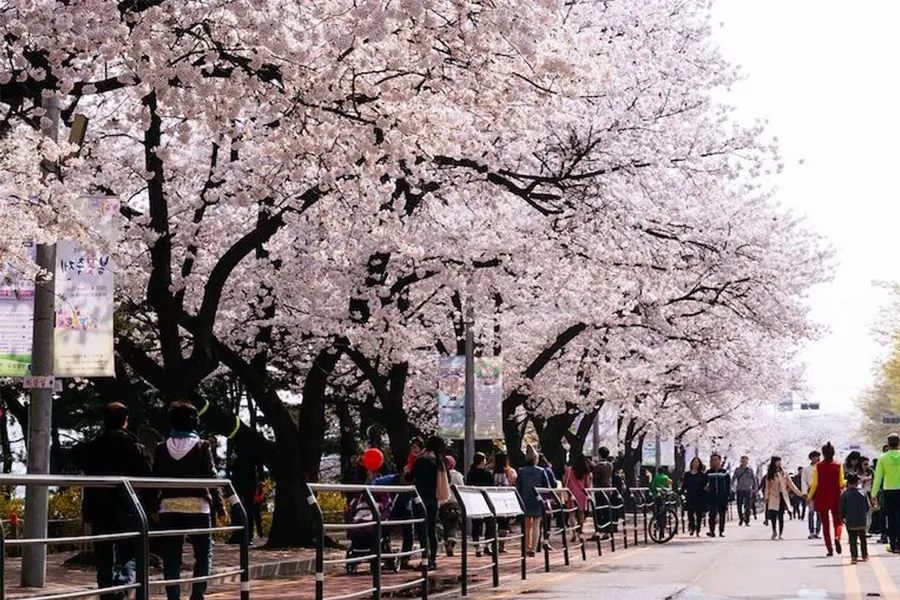 韓國花季 韓國花期 韓國四季 韓國賞花 賞花時期 花季 推薦景點 櫻花
