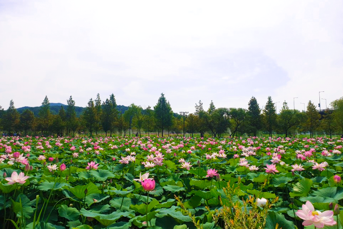 韓國花季 韓國花期 韓國四季 韓國賞花 賞花時期 花季 推薦景點 荷花