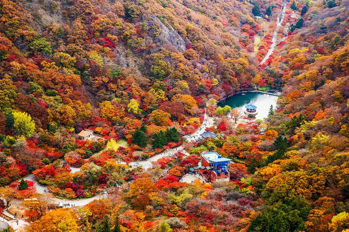 韓國花季 韓國花期 韓國四季 韓國賞花 賞花時期 花季 推薦景點 紅葉 楓葉 賞紅葉 賞楓