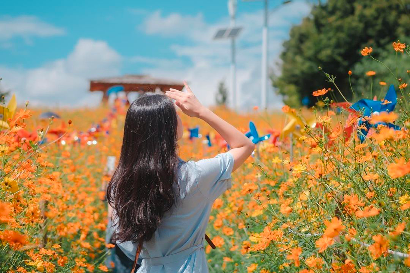 韓國花季 韓國花期 韓國四季 韓國賞花 賞花時期 花季 推薦景點 波斯菊