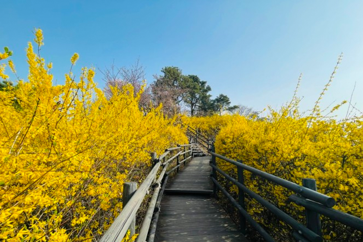 韓國花季 韓國花期 韓國四季 韓國賞花 賞花時期 花季 推薦景點 迎春花