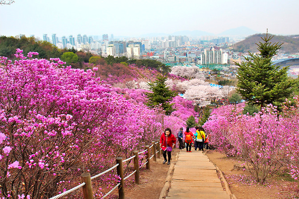 韓國花季 韓國花期 韓國四季 韓國賞花 賞花時期 花季 推薦景點 杜鵑花