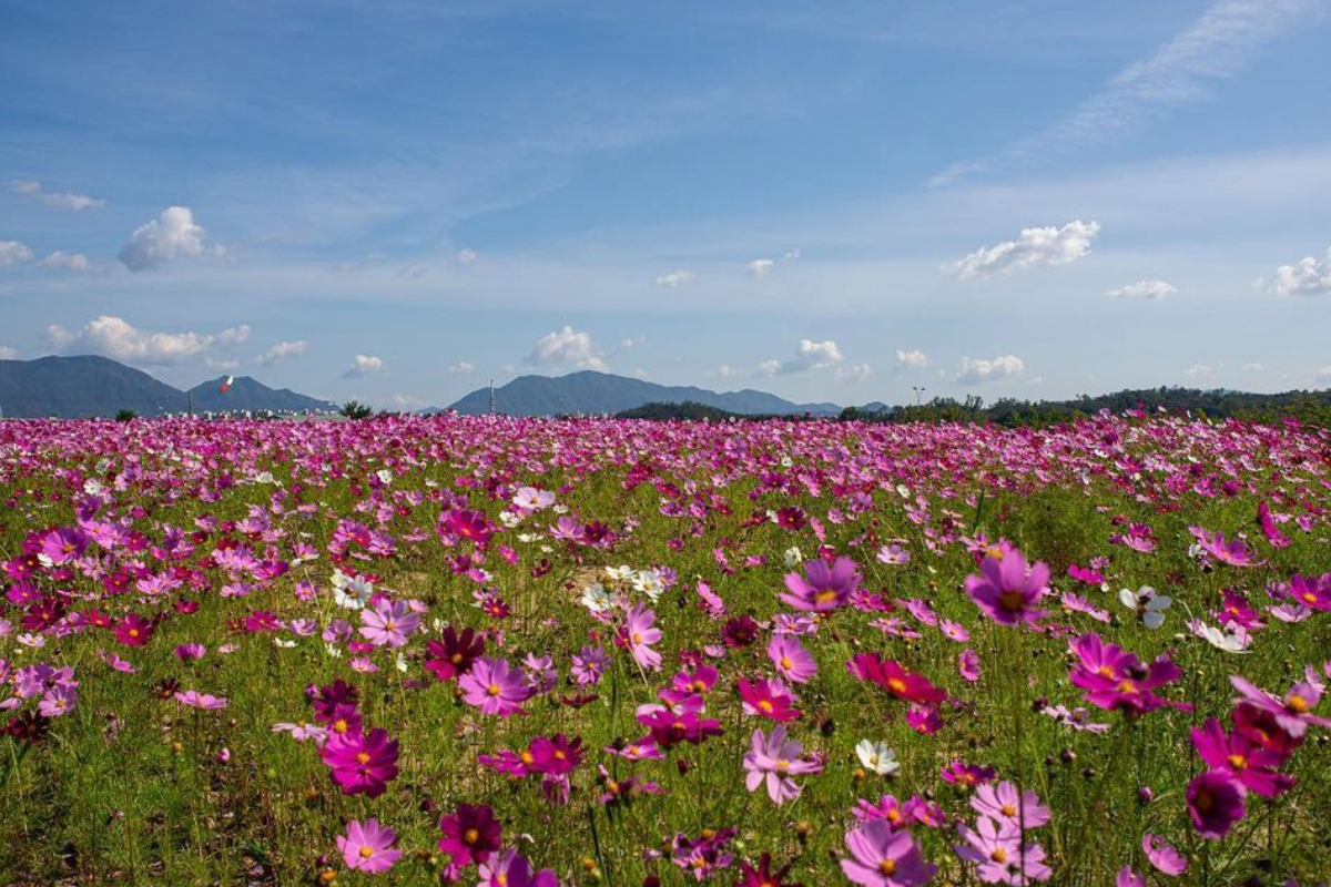 韓國花季 韓國花期 韓國四季 韓國賞花 賞花時期 花季 推薦景點 波斯菊