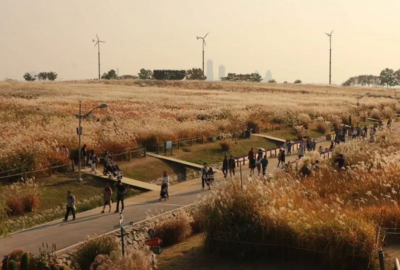 韓國花季 韓國花期 韓國四季 韓國賞花 賞花時期 花季 推薦景點 芒草