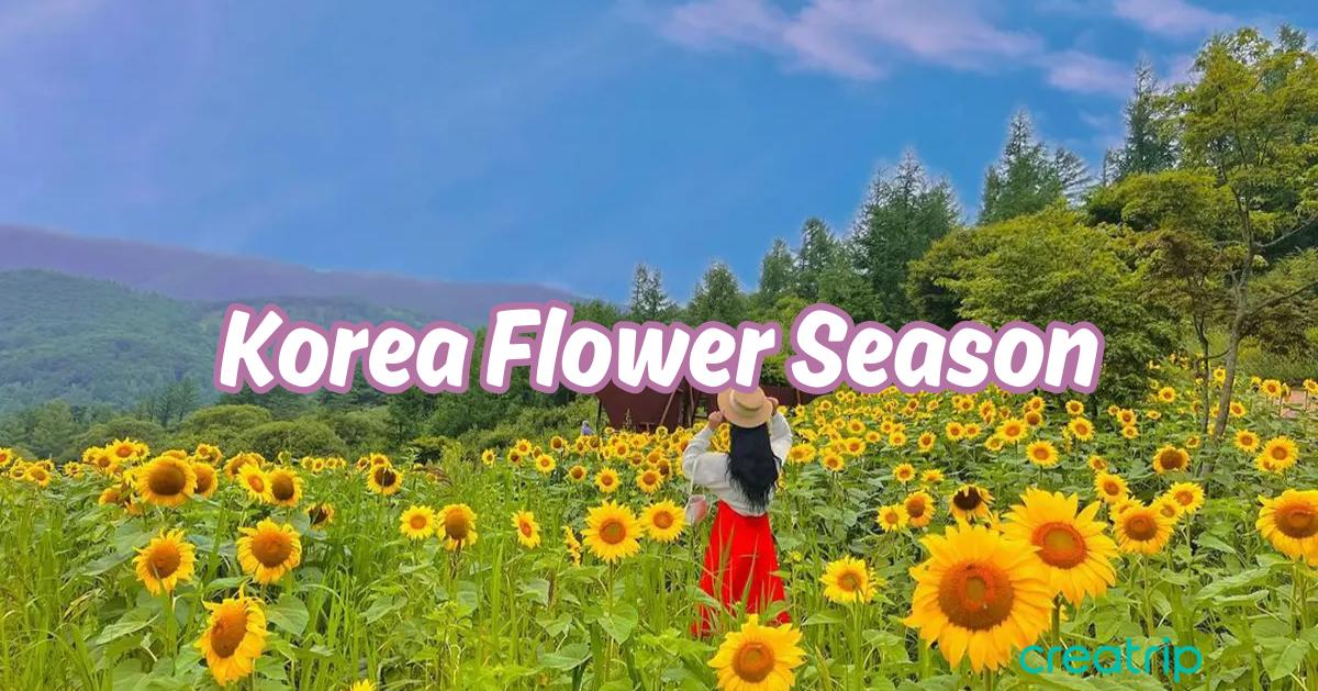 韓國全年花季&賞花攻略