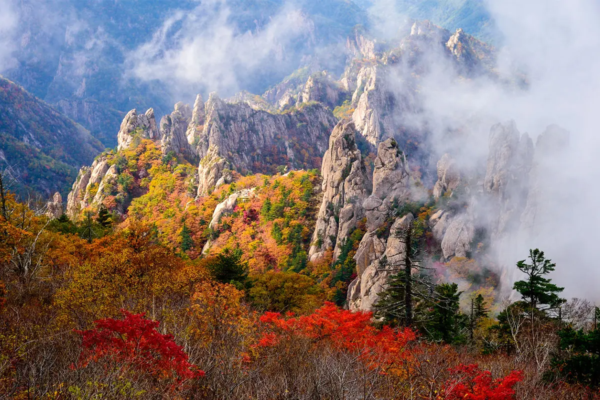 韓國花季 韓國花期 韓國四季 韓國賞花 賞花時期 花季 推薦景點 紅葉 楓葉 賞紅葉 賞楓