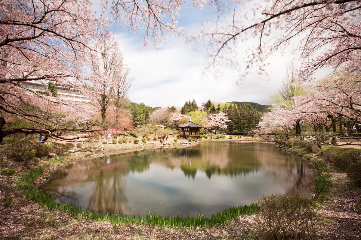 韓國花季 韓國花期 韓國四季 韓國賞花 賞花時期 花季 推薦景點 櫻花