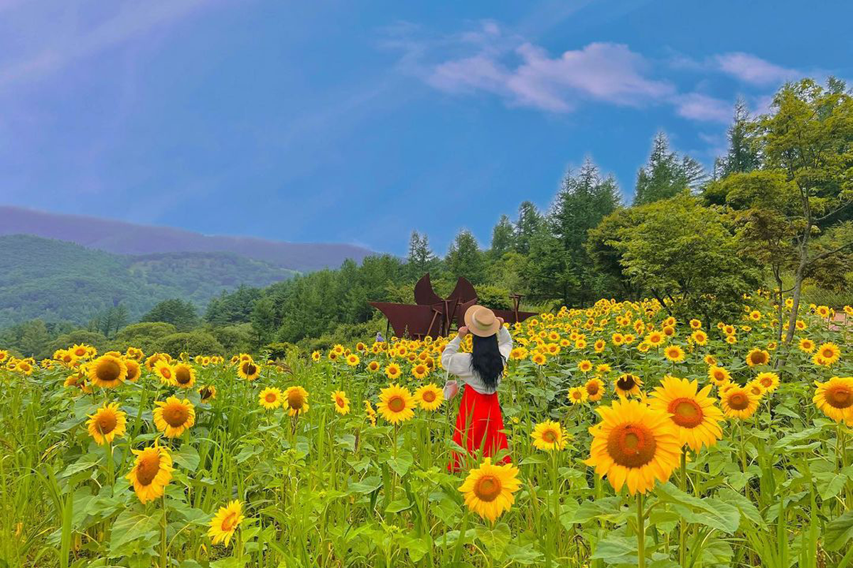 韓國花季 韓國花期 韓國四季 韓國賞花 賞花時期 花季 推薦景點 向日葵