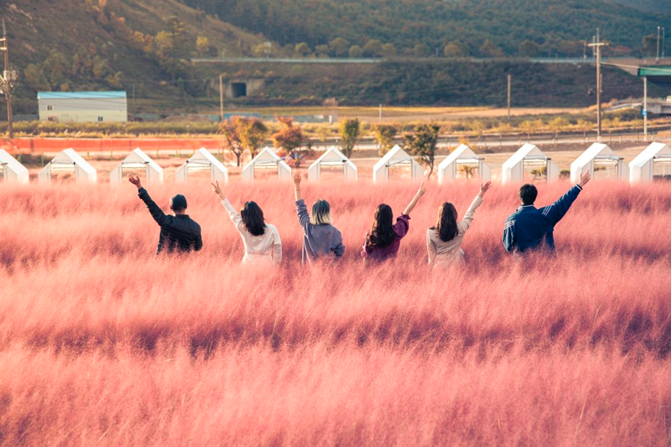 韓國花季 韓國花期 韓國四季 韓國賞花 賞花時期 花季 推薦景點 粉黛亂子草 粉紅芒草