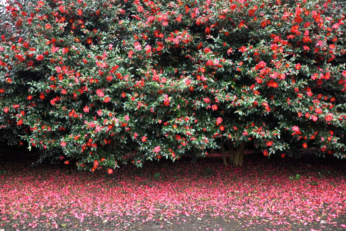 韓國花季 韓國花期 韓國四季 韓國賞花 賞花時期 花季 推薦景點 山茶花