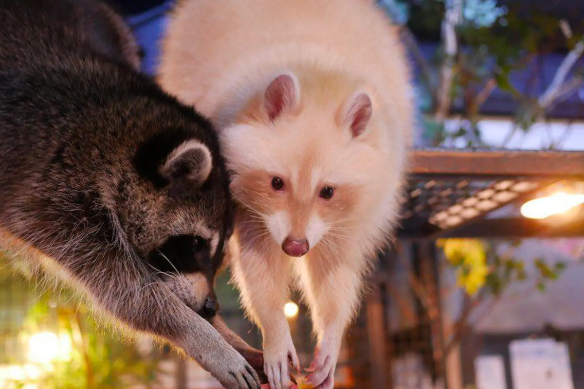 韓國動物Cafe 韓國動物咖啡廳