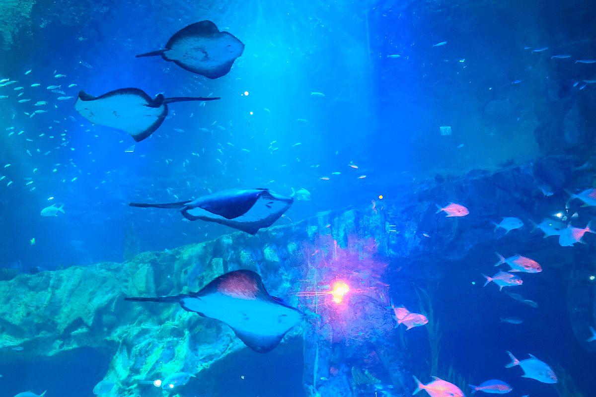 韓国旅行 ソウル ソウル旅行 韓国屋内施設 THE HYUNDAI Seoul 新世界百貨店 ロッテ百貨店 蚕室ロッテワールドタワー ロッテアウトレット COEXアクアリウム ロッテアクアリウム アクアプラネット 国立中央博物館 国立現代美術館 フィギュアミュージアムW カラープールミュージアム 梨花制服 江南制服 ソウル制服 ​ロッテワールド ロッテワールドタワー展望台 バウンストランポリンパーク SPAREX東大門 WOOA整形外科・皮膚科 リエンジャン美容外科 プムクリニック 明洞エステサロン SHILLA HAPPY SKIN 長今(チャングム)スパエステティック 黄金牧場 益善洞牧場