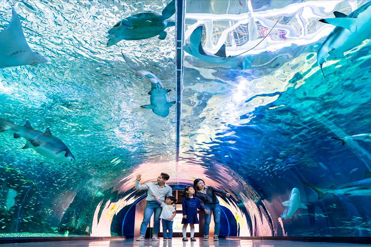 Thuỷ cung ở Hàn Quốc  Các địa điểm vui chơi trong nhà đáng đến ở Hàn Quốc