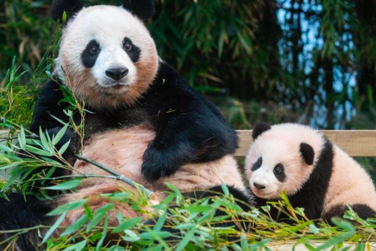 Ghé thăm gấu trúc Fu Bao tại Everland 