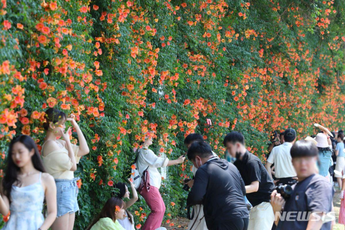 chụp ảnh cùng hoa Đăng tiêu tại Hàn, ttukseom hangang