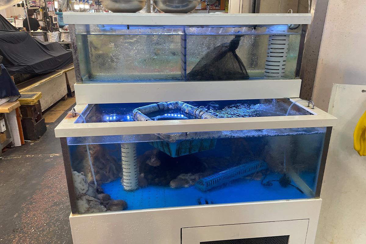 Acuario en Bakgane Yukhoe, Gwangjang Market, con pulpos vivos utilizadas para Yukhoe Tangtangi.