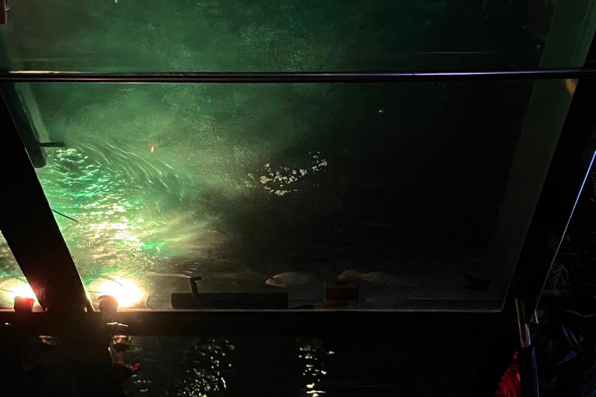 Аквариум в коктейль-баре Zoo Sindang на втором этаже, видимый с первого этажа.
