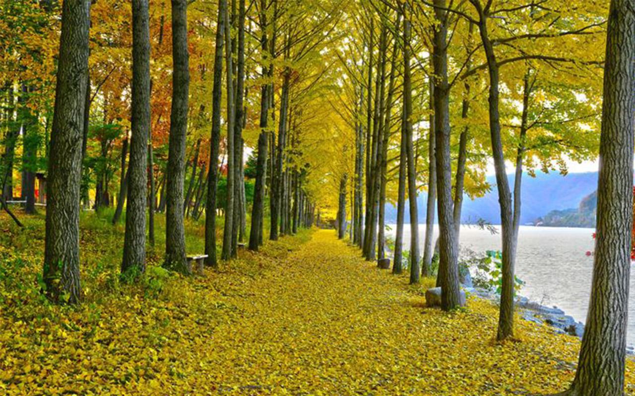 Golden autumn leaves forming a canopy over a pathway on Nami Island, creating a picturesque and romantic setting.