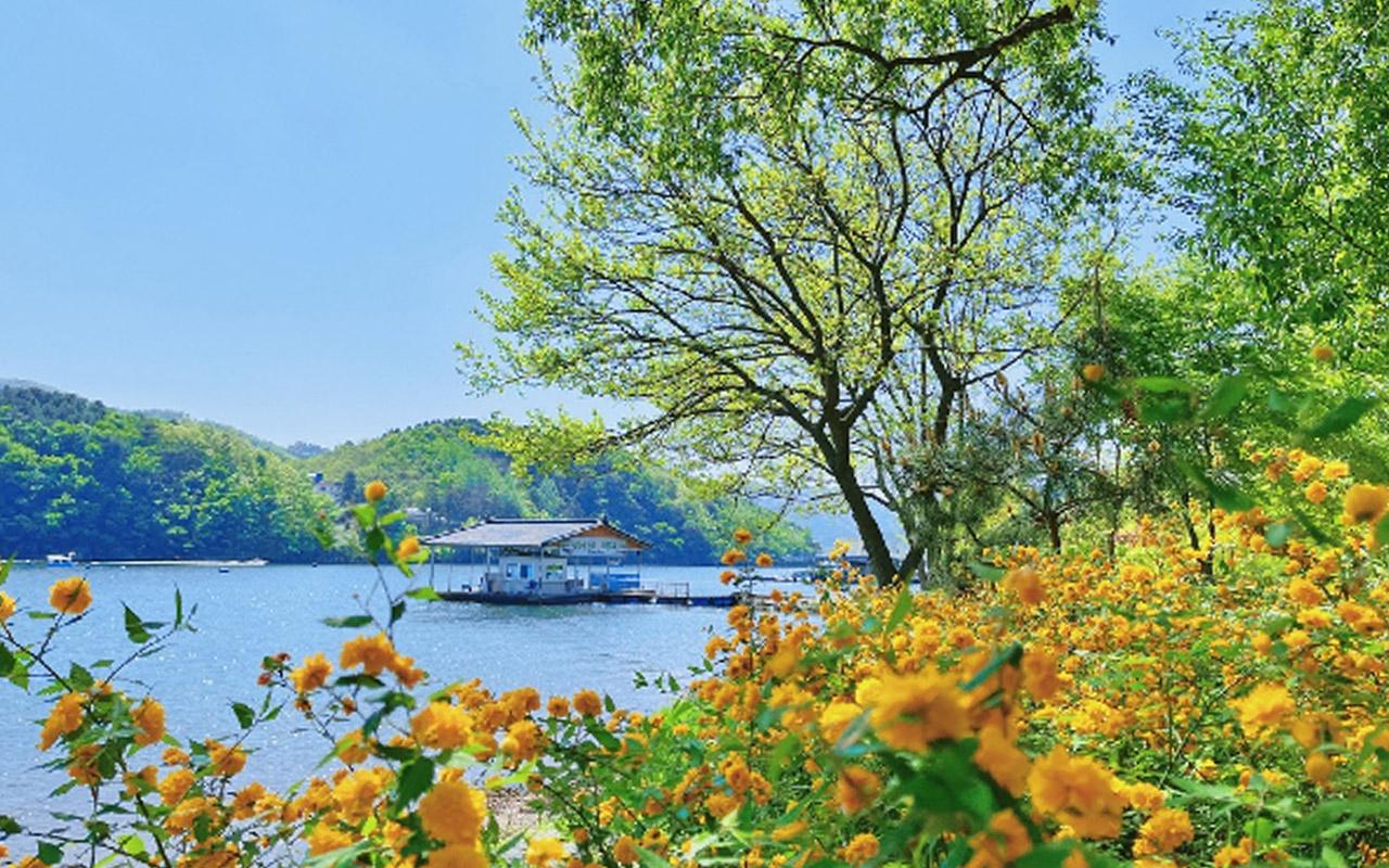 Bright yellow flowers along a lakeside path in Nami Island, under a clear blue sky, ideal for a nature walk.