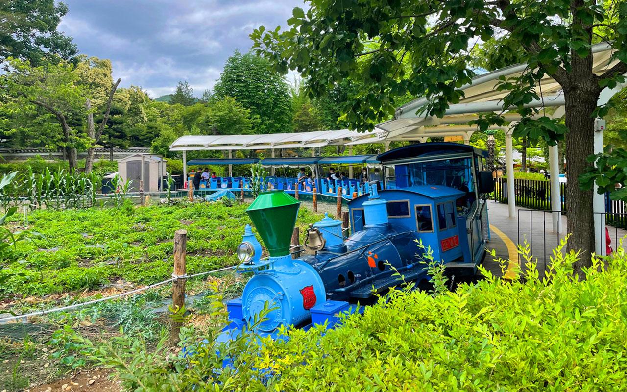 Blue toy train surrounded by greenery in Nami Island, a popular tourist attraction in Gangwon Province, Korea.