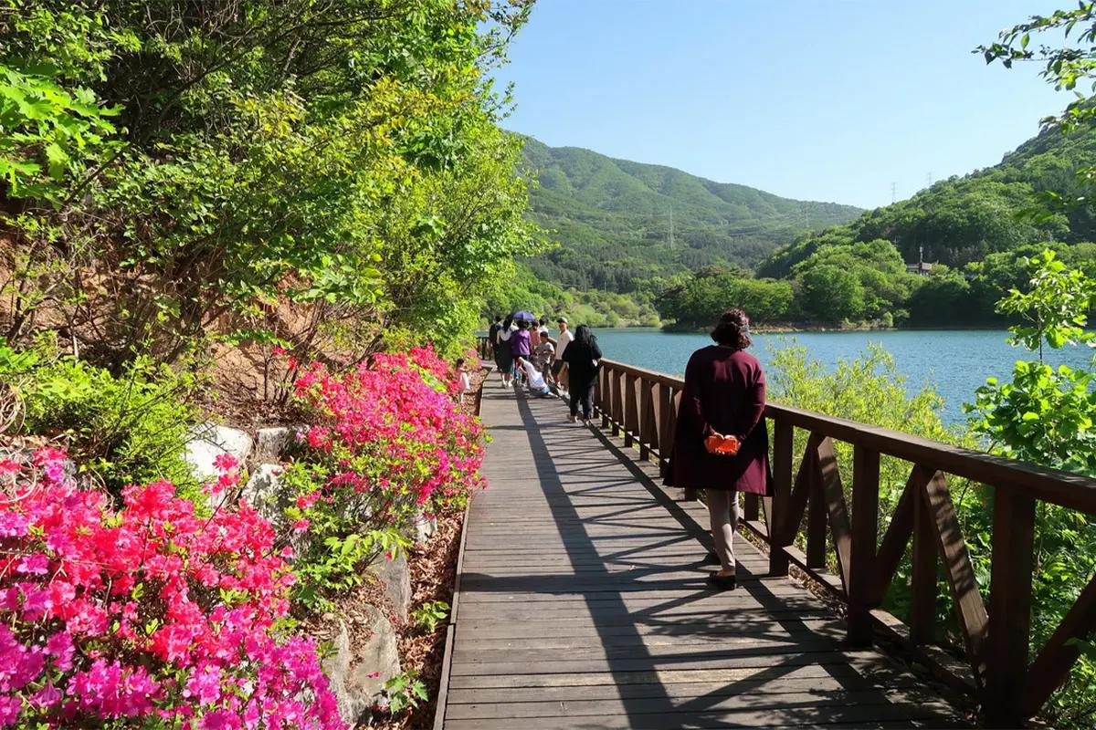 마장호수의 주변을 산책하고 있는 사람들, 다채로운 꽃들이 장식한 나무길의 모습