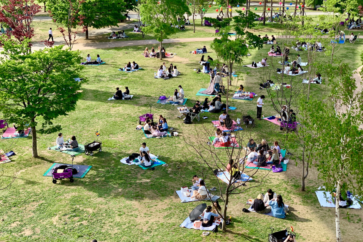 漢江公園的春季野餐景象，許多人在草地上享受野餐。