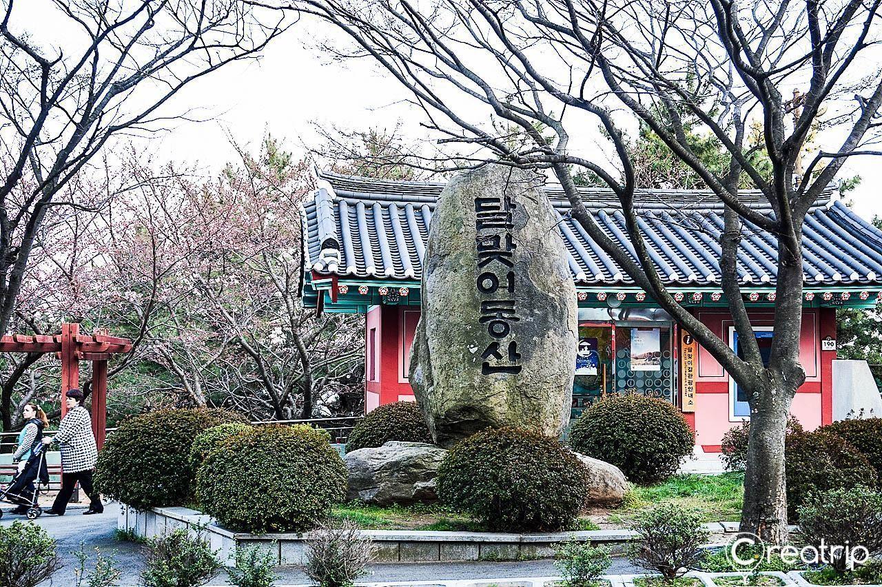 Cherry blossom trees lining the street of Dalmaji Hill in Busan, creating a picturesque view in spring.