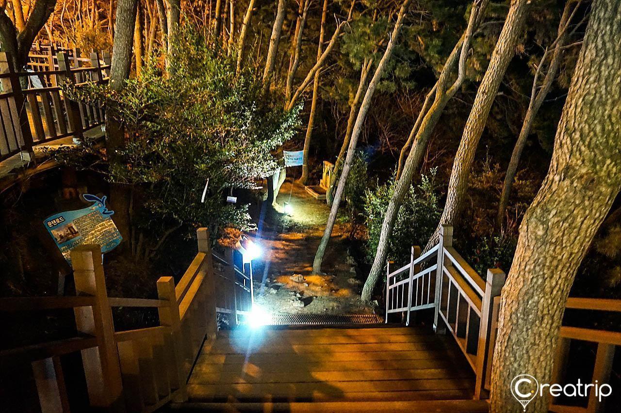 The serene pathway through pine forests on Moonlight Road in Haeundae, Busan, ideal for a peaceful walk.
