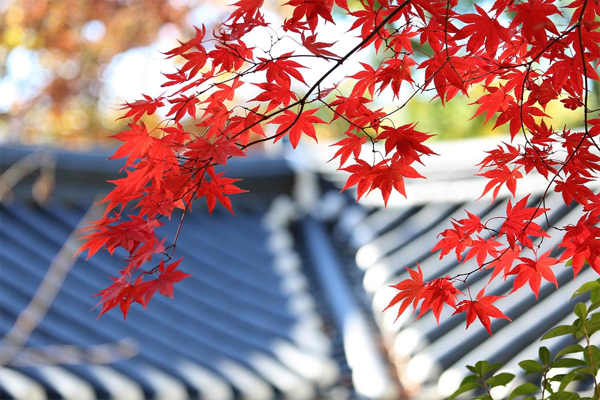 韓国旅行 韓国紅葉 秋 釜山 大邱 蔚山 慶州 八公山 普門亭 大陵苑 梵魚寺 紅葉ランダムツアー