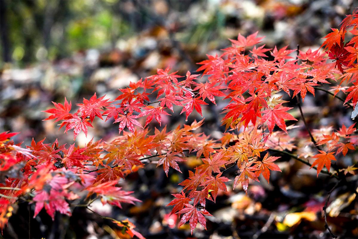 韓国旅行 韓国紅葉 秋 釜山 大邱 蔚山 慶州 八公山 普門亭 大陵苑 梵魚寺 紅葉ランダムツアー