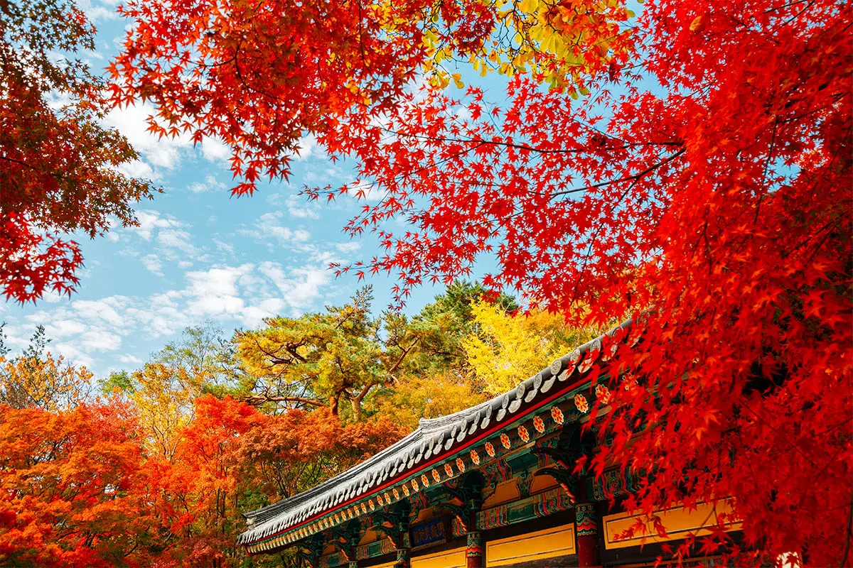 Scenic autumn landscape with colorful trees surrounding Daereungwon tombs in Gyeongju.