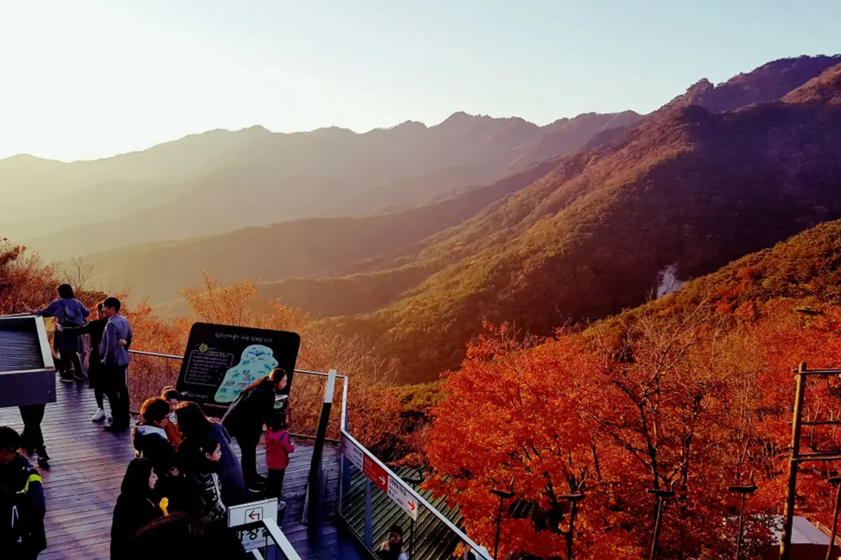 Vibrant autumn foliage with a mix of yellow and orange leaves along a forest path.