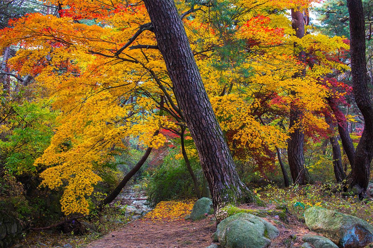 韓国旅行 韓国紅葉 秋 釜山 大邱 蔚山 慶州 八公山 普門亭 大陵苑 梵魚寺 紅葉ランダムツアー
