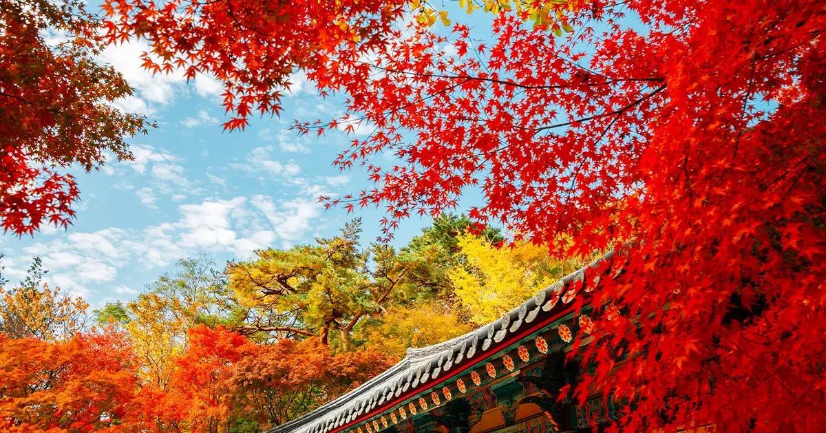 Fall Foliage Random Tour: Busan & Gyeongsang Edition | Fall Foliage Day Tour