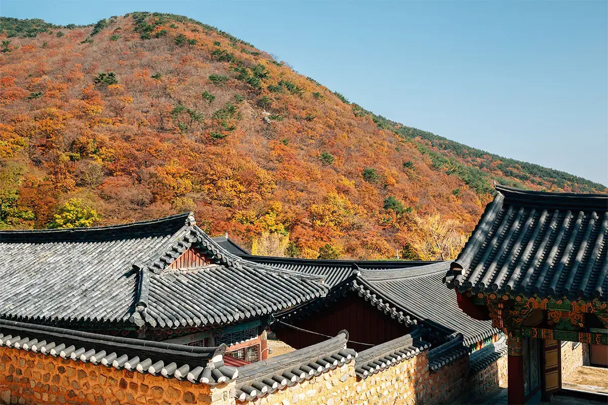 A calm grassy landscape at Daereungwon with tombs silhouetted against the sunset.