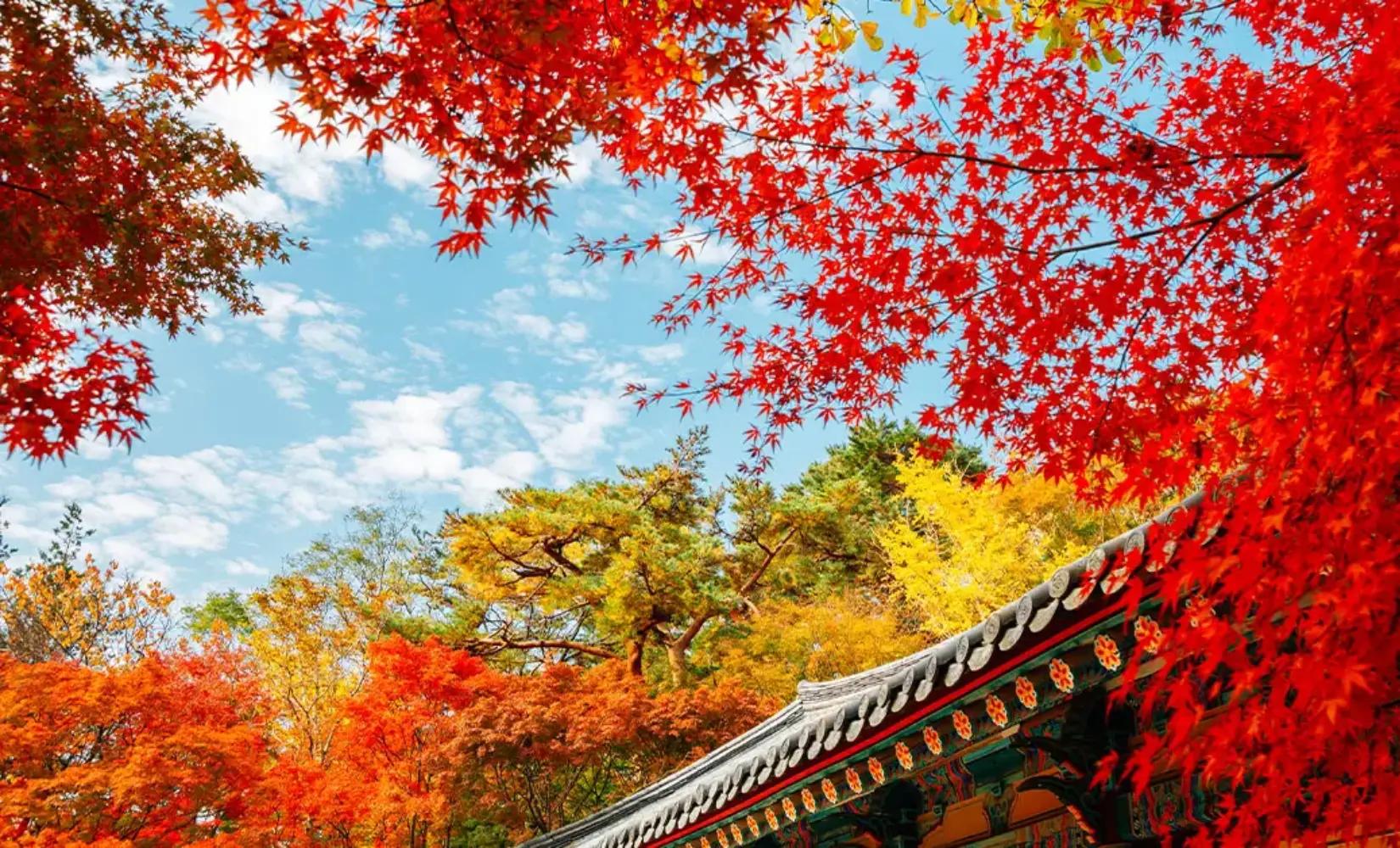 秋の紅葉ランダムツアー(釜山発)