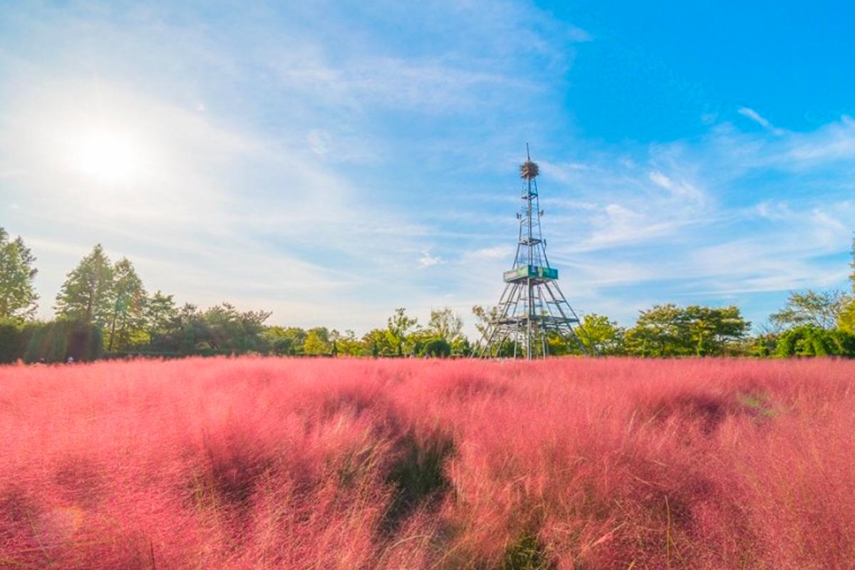 Красивая розовая трава в парке мечты, создающая уникальный и яркий пейзаж.