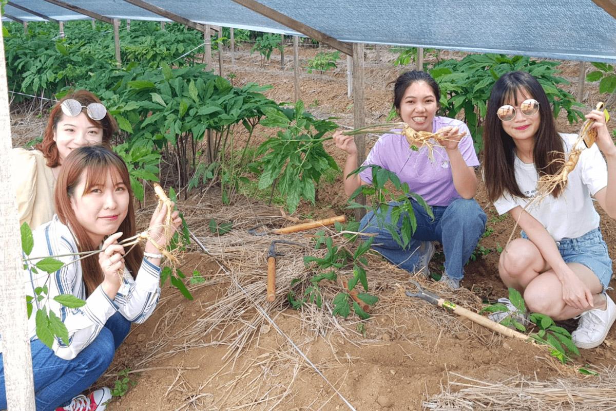 Туристы собирают корейский женьшень на острове Ганхва, уникальный опыт сборки местных растений.