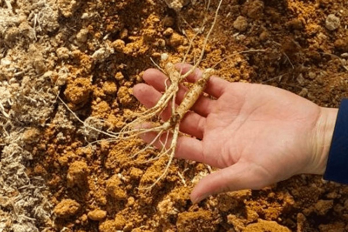 Корейский женьшень в руках, демонстрирующий богатый урожай с острова Ганхва.