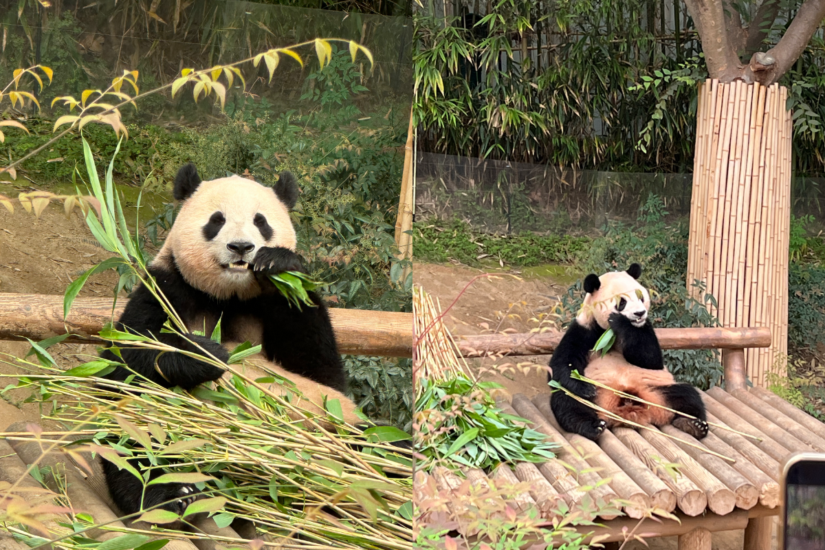 Fubao tại Everland