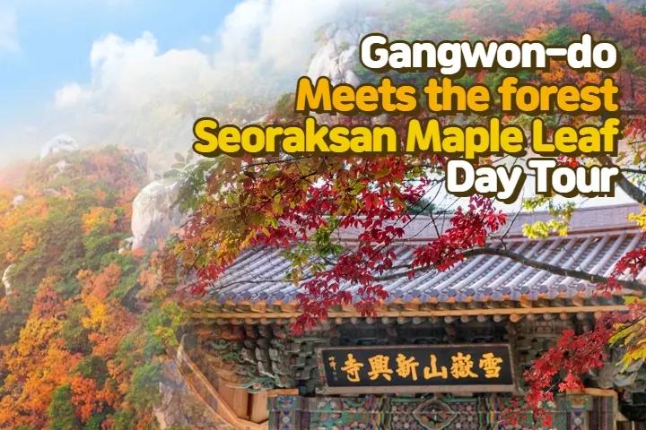2023 Gangwon Forestry Exhibition + Seoraksan Mountain Fall Foliage Tour