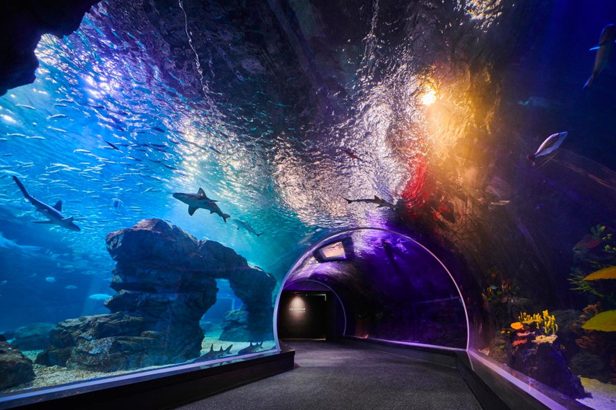 Unterwassertunnel mit Fischsicht im Aquarium Aqua Planet, Suwon, Südkorea.