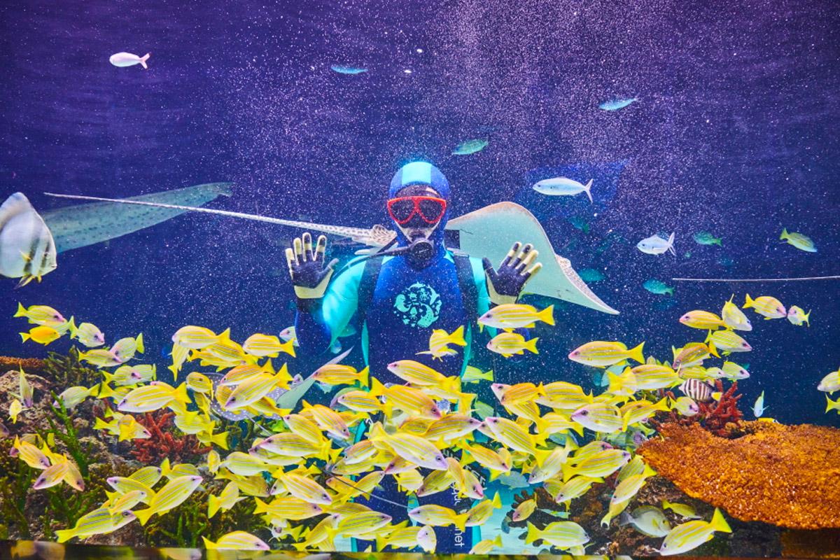 Unterwasserwelt in Aqua Planet mit Taucherinteraktion, Suwon.